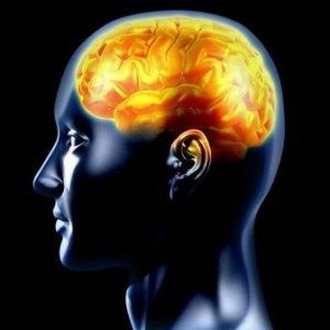 Brain Development